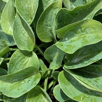 Hosta  'Blue Cadet'